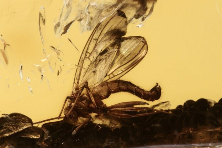 Detailed Fossil Fungus Gnat (Mycetophilidae) In Baltic Amber #270620